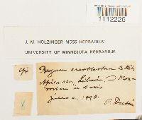 Bryum areoblastum image