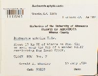 Media resource of Buxbaumia aphylla