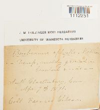 Buxbaumia aphylla image