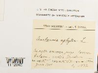 Buxbaumia aphylla image