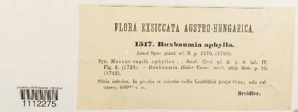 Buxbaumia aphylla image