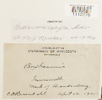 Buxbaumia aphylla image