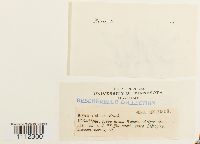 Bryum arcticum image