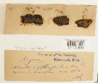 Bryum capillare image