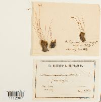 Bryum capillare image