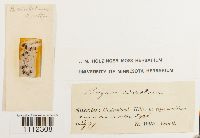 Bryum lonchocaulon image