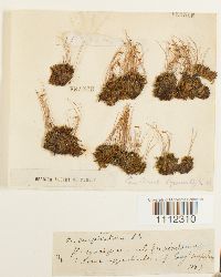 Bryum lisae var. cuspidatum image