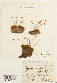 Bryum amblyodon image
