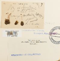 Bryum amblyodon image