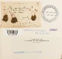 Bryum amblyodon image