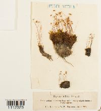 Bryum pallens image