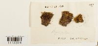 Bryum pallens image