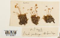 Bryum pallescens image