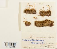 Bryum pallescens image