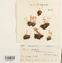 Bryum algovicum var. algovicum image