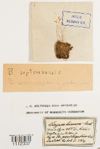 Bryum pseudotriquetrum image