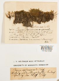 Bryum pseudotriquetrum image