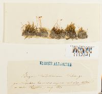 Bryum turbinatum image