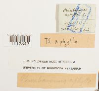 Buxbaumia aphylla image