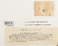 Buxbaumia aphylla image