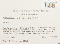 Callicladium haldanianum image