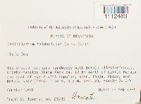 Callicladium haldanianum image