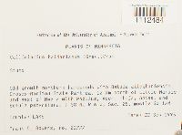 Callicladium haldanianum image