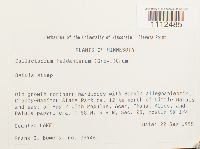 Callicladium haldanianum image