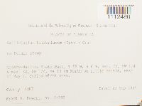 Callicladium haldanianum image