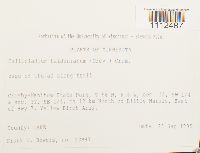 Callicladium haldanianum image