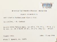 Callicladium haldanianum image