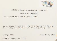 Callicladium haldanianum image