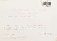 Callicladium haldanianum image