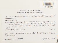 Callicladium haldanianum image