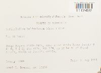 Callicladium haldanianum image