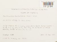 Callicladium haldanianum image