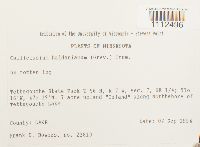 Callicladium haldanianum image