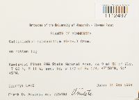 Callicladium haldanianum image