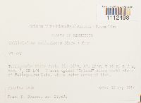 Callicladium haldanianum image