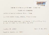 Callicladium haldanianum image