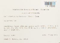 Callicladium haldanianum image