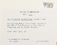 Callicladium haldanianum image