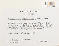 Callicladium haldanianum image