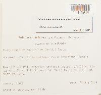 Callicladium haldanianum image