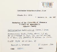 Callicladium haldanianum image