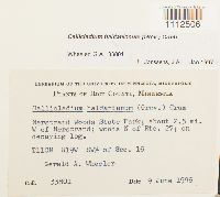 Callicladium haldanianum image