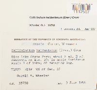 Callicladium haldanianum image