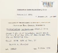 Callicladium haldanianum image