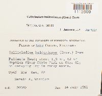 Callicladium haldanianum image