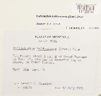 Callicladium haldanianum image